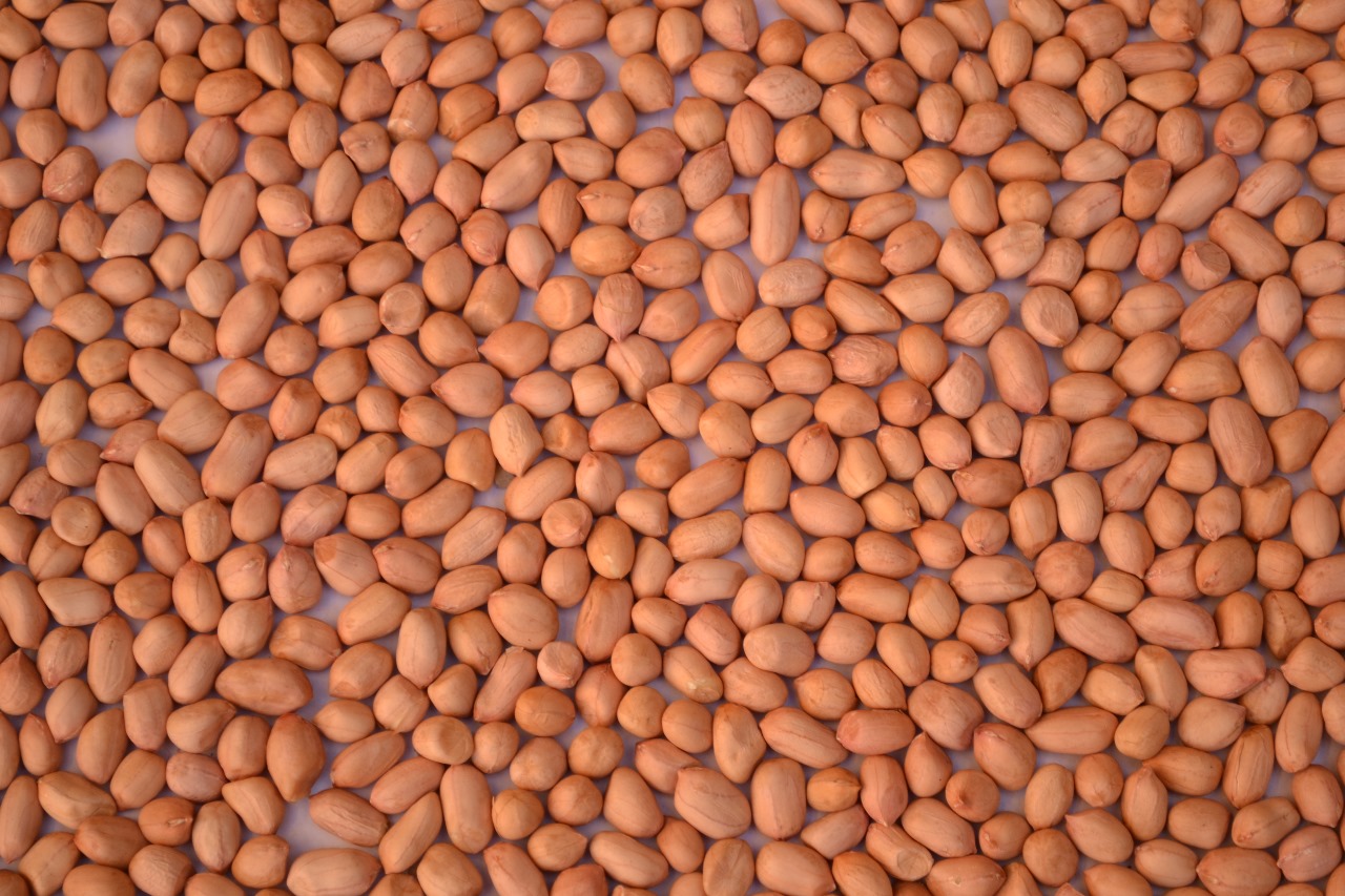 Peanut Seeds Java